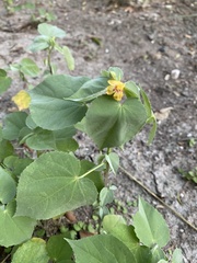Abutilon trisulcatum