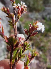 Leucopogon microphyllus microphyllus
