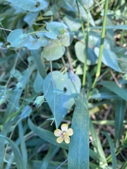 Abutilon trisulcatum