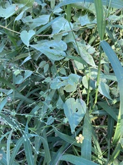 Abutilon trisulcatum