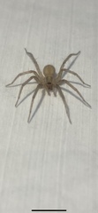 Tegenaria