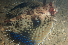 Dactyloptena orientalis