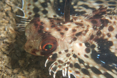 Dactyloptena orientalis