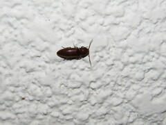 Elateridae