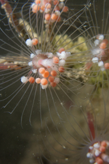 Tubulariidae