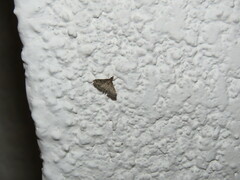 Lepidoptera