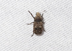 Euparius marmoreus