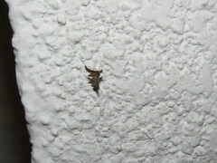 Lepidoptera