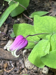 Clematis glaucophylla