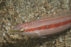 Suezichthys gracilis