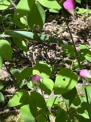 Clematis glaucophylla