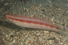 Suezichthys gracilis