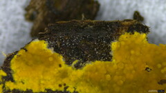 Fungi