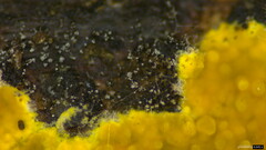 Fungi