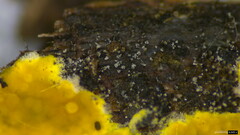 Fungi