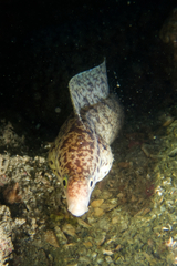 Gymnothorax pseudothyrsoideus