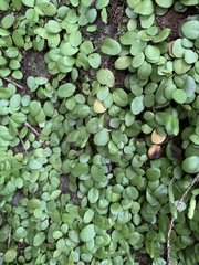 Lemmaphyllum microphyllum