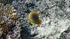 Chaetodon aureofasciatus