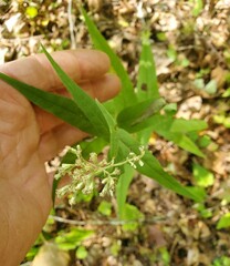 Eupatorium sessilifolium