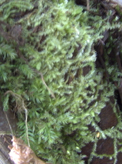 Racopilum cuspidigerum