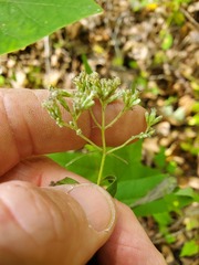 Eupatorium sessilifolium