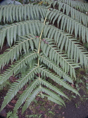 Cibotium glaucum