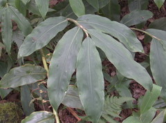 Hedychium