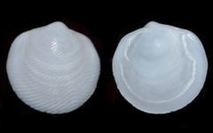 Divalinga quadrisulcata