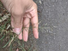 Eragrostis tenuifolia