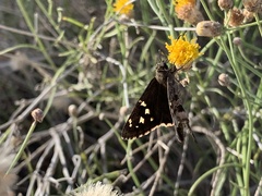 Bebbia juncea juncea