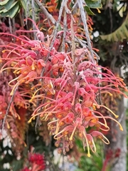 Grevillea bipinnatifida