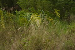 Melinis repens