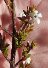 Leucopogon microphyllus microphyllus