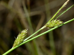 Carex litorosa