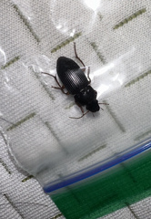 Harpalus caliginosus