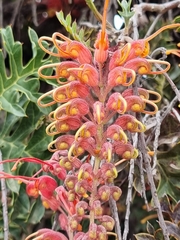 Grevillea bipinnatifida