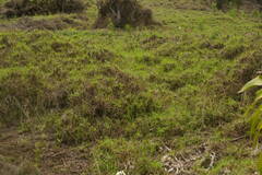 Cenchrus clandestinus