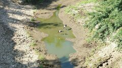 Ephippiorhynchus senegalensis