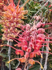 Grevillea bipinnatifida
