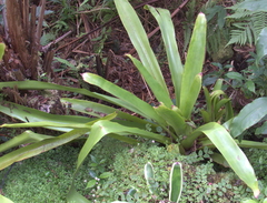 Guzmania