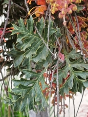 Grevillea bipinnatifida