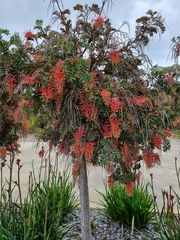 Grevillea bipinnatifida