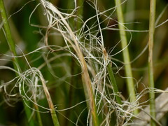 Carex litorosa
