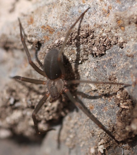 Apache Recluse