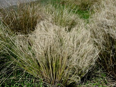 Carex litorosa