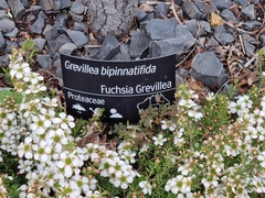 Grevillea bipinnatifida