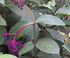 Medinilla cummingii