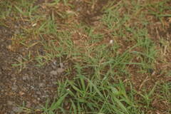 Eragrostis tenuifolia