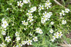 Cerastium morrisonense