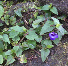 Torenia asiatica